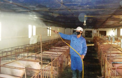 Nhà chăn nuôi: Không lơ là trước dịch bệnh