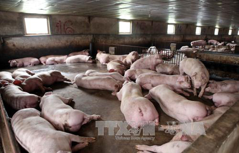 Giá lợn hơi ở Trà Vinh tiếp tục giảm
