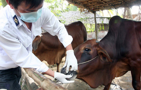 Lâm Đồng: Phát sinh bệnh lở mồm long móng