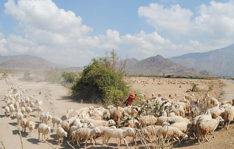 Kỹ thuật nuôi cừu Phan Rang