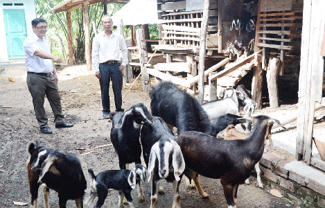 Huyện La Pa (Gia Lai): Nhân rộng mô hình nuôi dê Bách Thảo