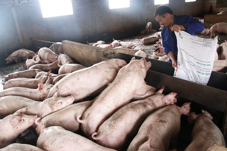Dịch bệnh trên vật nuôi ở Hà Nội tương đối ổn định