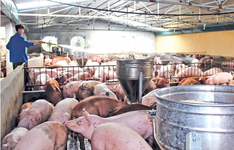 Tìm hướng đi bền vững trong chăn nuôi lợn