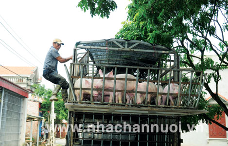 Chăn nuôi nhỏ lẻ sau “bão giá lợn”: Sẽ đi về đâu?