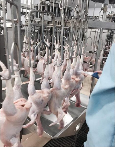 Gần 400 tấn thịt gà sẽ xuất khẩu sang Nhật