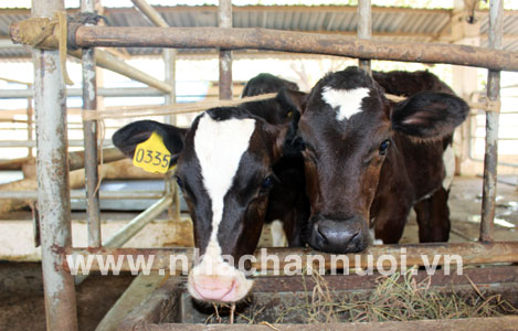 Điều trị viêm tử cung cho bò bằng phương pháp sinh học