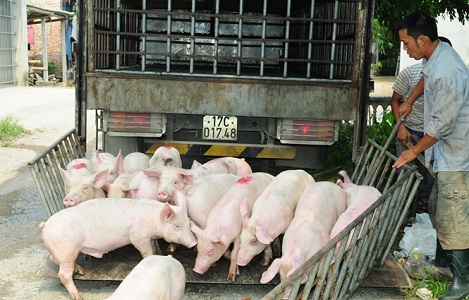 Giá heo (lợn) hơi hôm nay 19/7: Đang duy trì ở mức đỉnh 45.000 đồng/kg