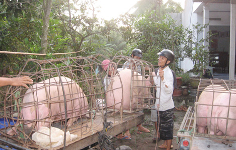 Giá lợn hơi Bến Tre đã tăng trở lại 40.000 đồng/kg