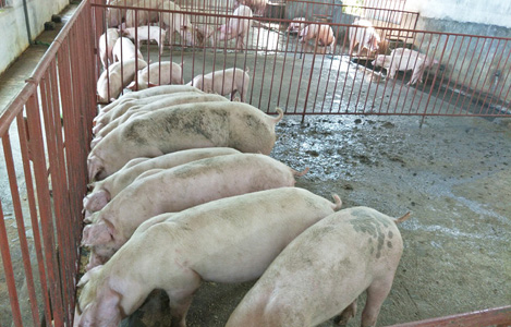 Tổng hợp giá lợn ngày 25/7: Miền Bắc 37.000 đ/kg, miền Tây 32.000 đ/kg, Đồng Nai 35.000 đ/kg