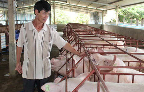 Giá lợn hơi ảo lên 47.000 đ/kg, lo Trung Quốc đóng biên