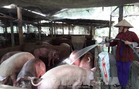 Giá lợn hơi ở Tiền Giang tăng mạnh