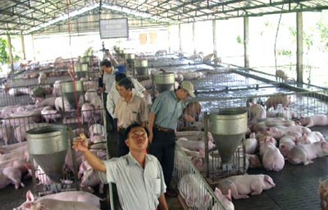 Giá lợn hơi ở Trà Vinh tăng 14.000 đồng/kg