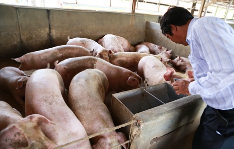 Sau nhiều ngày giảm, giá lợn có tín hiệu tăng