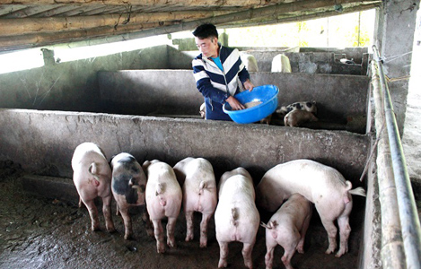 Khó kiểm soát chất thải trong chăn nuôi ở Lào Cai
