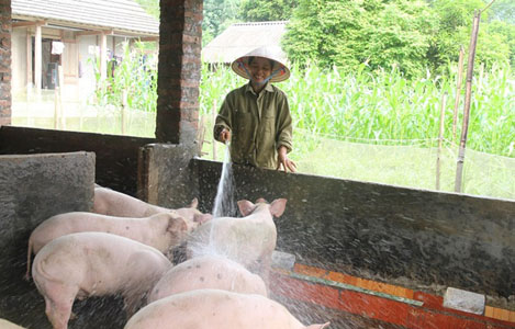 Lợn tại Lào Cai 'nhảy' 5 – 6 giá/ngày, khó dự đoán tới đây