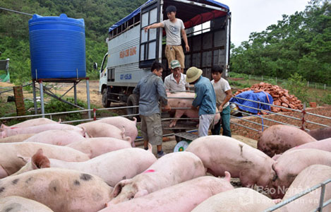 Nghệ An: Giá lợn hơi tăng nhanh, thịt lợn tăng đột biến