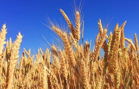 Thị trường NL TĂCN thế giới ngày 27/7: Giá lúa mì tăng cao