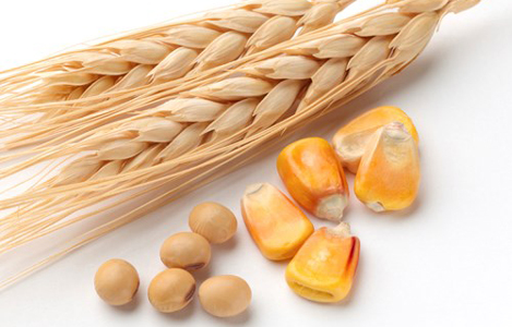USDA: Dự báo cung cầu lúa mì và ngô thế giới niên vụ 2017/18