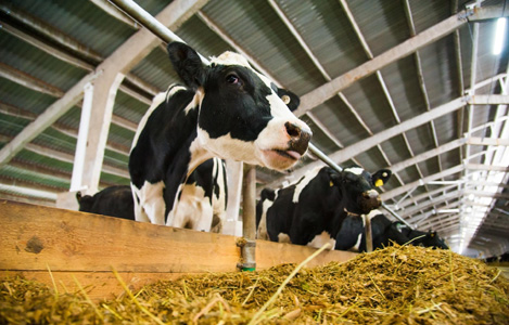 Một số chính sách phát triển chăn nuôi bò sữa ở một số nước khu vực Châu Á