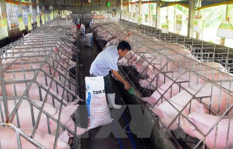 Miễn phí vắc xin phòng bệnh lợn tai xanh cho người chăn nuôi