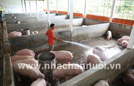 Đàn lợn giảm 5,4%, gia cầm tăng 5,5% trong tháng 10