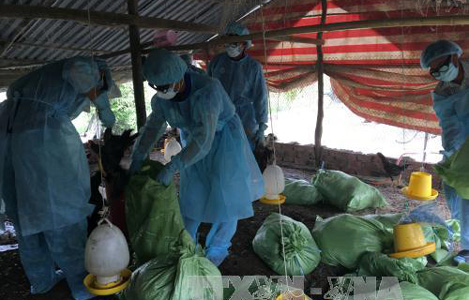 Xuất hiện ổ dịch cúm gia cầm tại Bạc Liêu