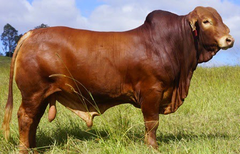 Giới thiệu một số giống bò thịt cho năng suất cao