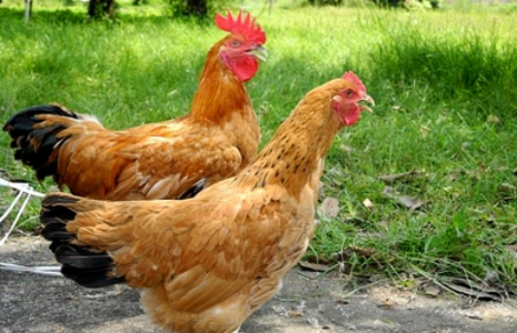  Ảnh hưởng của đa hình di truyền trên gen GHSR đến chất lượng thịt ở gà tàu vàng