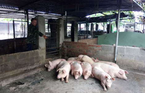 Hàng trăm con heo tại Khánh Hòa chết vì nhiễm bệnh