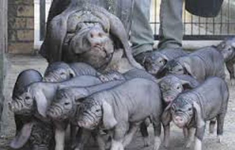Gen lợn Châu Á sẽ cho nhiều con hơn ở châu Âu