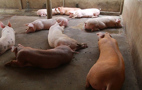 Phát hiện Hội chứng mệt mỏi lạ ở gia súc vỗ béo - Tạp chí Chăn nuôi Việt Nam