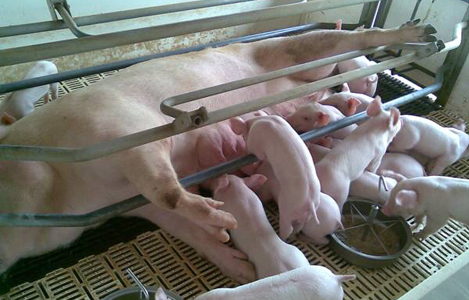  Nghiên cứu một số giải pháp tổng hợp nhằm giảm thiểu tỷ lệ hao hụt lợn con theo mẹ trong chăn nuôi trang trại, gia trại ở Việt Nam
