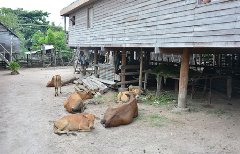 Đam Rông (Lâm Đồng): Xuất hiện bệnh lở mồm long móng trên đàn bò