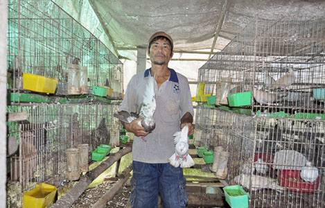 Cách làm chuồng nuôi chim Bồ Câu kích thước chuẩn  HTX TÍN PHÁT