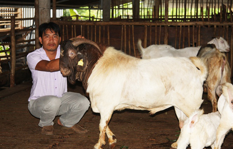 Sở hữu mô hình nuôi dê lớn nhất tỉnh Đồng Nai