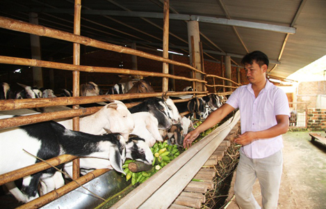 Sở hữu mô hình nuôi dê lớn nhất tỉnh Đồng Nai  Tạp chí Chăn nuôi Việt Nam