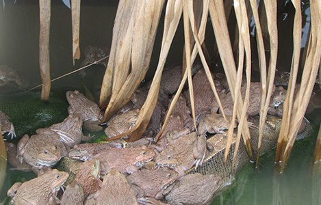 Mô hình nuôi ếch sạch ở Anh Sơn