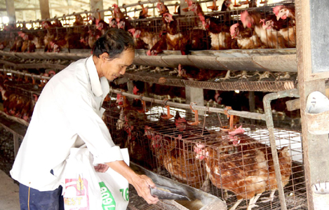 Tổ Hợp tác nuôi gà đẻ công nghiệp Ao Gòn: Vẫn đứng vững trên thị trường