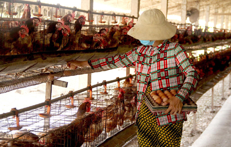 Tổ Hợp tác nuôi gà đẻ công nghiệp Ao Gòn: Vẫn đứng vững trên thị trường