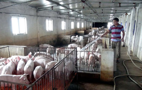 TP Hồ Chí Minh mở chốt chặn kiểm soát truy xuất nguồn gốc thịt lợn