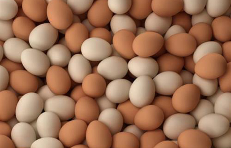 Hòa Phát nhập lô gà giống siêu trứng từ Anh