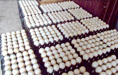 Ảnh hưởng của kích cỡ hạt (nghiền) đến sản lượng và chất lượng trứng