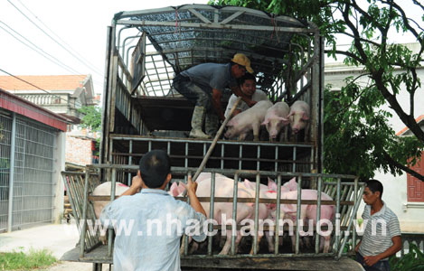 Xuất khẩu thịt lợn chính ngạch: Câu chuyện còn xa vời!