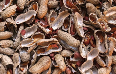 Vỏ đậu phộng (vỏ lạc), nguồn cung cấp xơ trong thức ăn gia súc