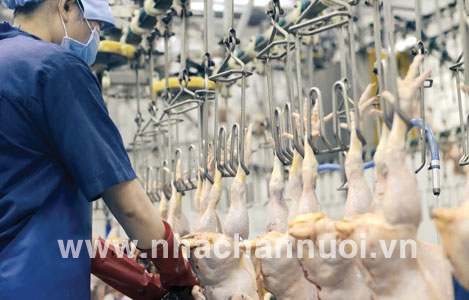 Xuất khẩu sản phẩm chăn nuôi: Gà đã “bay” xa…