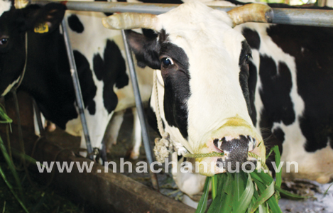 Cách thức bổ sung ure vào khẩu phần thức ăn bò sữa