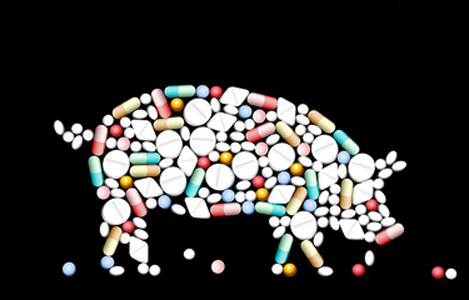 WHO: 80% kháng sinh trên toàn thế giới được sử dụng trên động vật