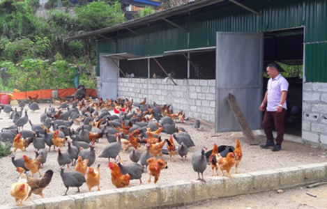 Bắc Kạn: Mô hình chăn nuôi gà ở Khau Liêu