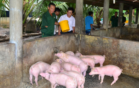 Tây Ninh: Giá heo tăng nhẹ, người chăn nuôi dè dặt tái đàn
