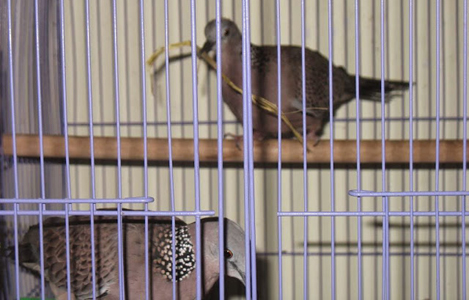 Nuôi chim cu gáy sinh sản cần biết những kiến thức gì?